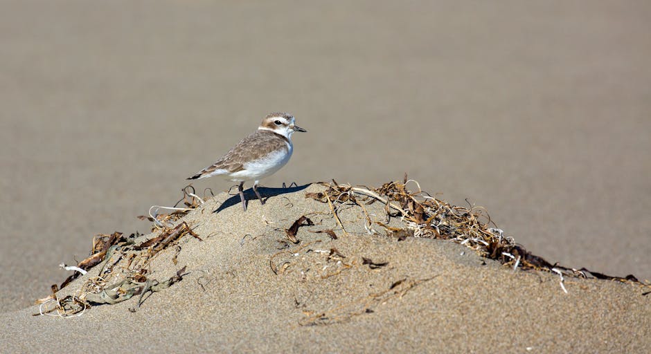 A small shorebird with brown and white plumage standing on a mound of sand and dried seaweed at a beach, with a blurred sandy background. The bird appears to be resting or observing its surroundings, and is positioned near a sandy walkway or path. This scene depicts a natural coastal environment, highlighting the bird's habitat. The image is suitable for illustrating aspects of house removals or moving logistics that involve transporting or relocating items close to natural outdoor settings, with a focus on careful handling and transport of household belongings during a home relocation. The scene is well-lit with natural sunlight, emphasizing the bird's detailed feathers and the texture of the sand and seaweed.
